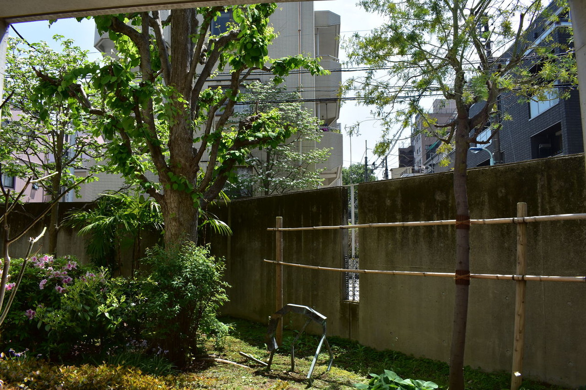 玄関からすぐのミモザ