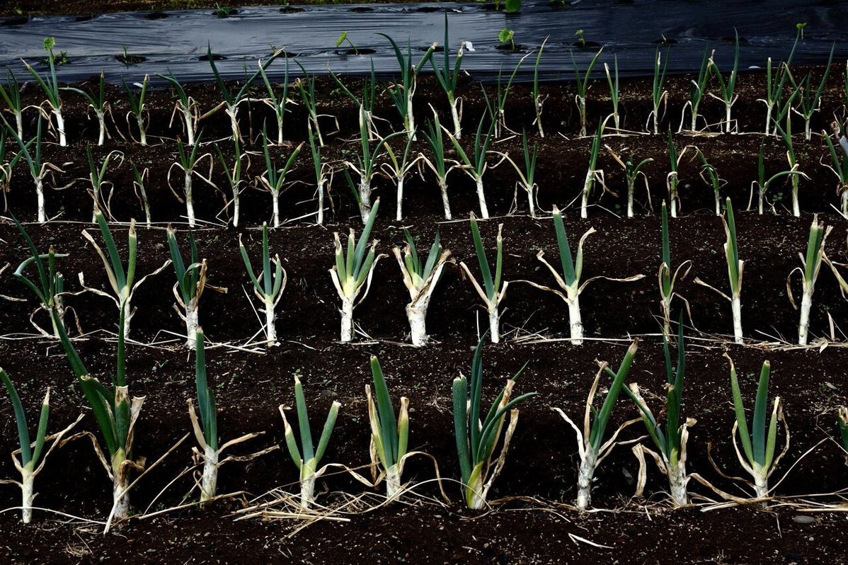 202106平嶋彰彦ph8-6V7A8629-b