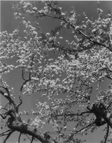 Apple_Blossoms_600