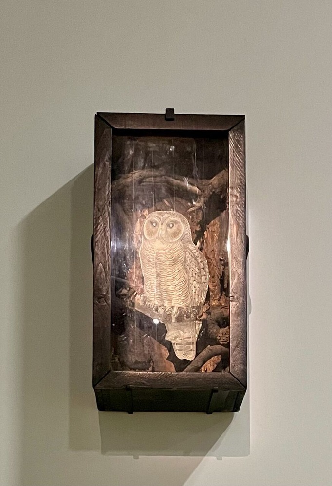 30) Cornell OwlIMG_8163 2