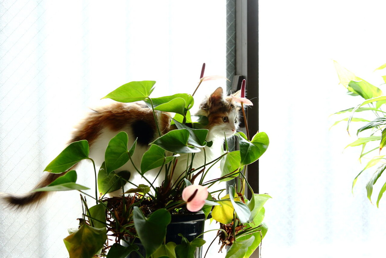 HIRASHIMA_Akihiko2305_5