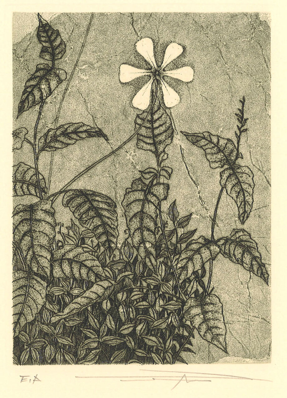 180 渡辺達正 野の草