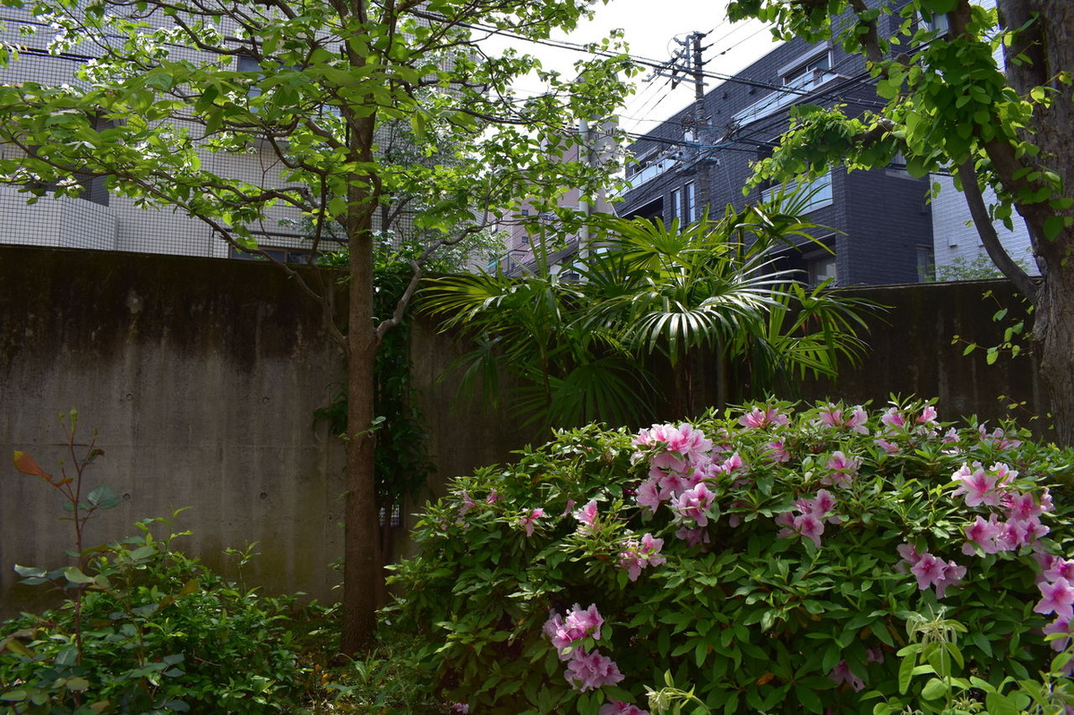 つつじ、ソテツ他