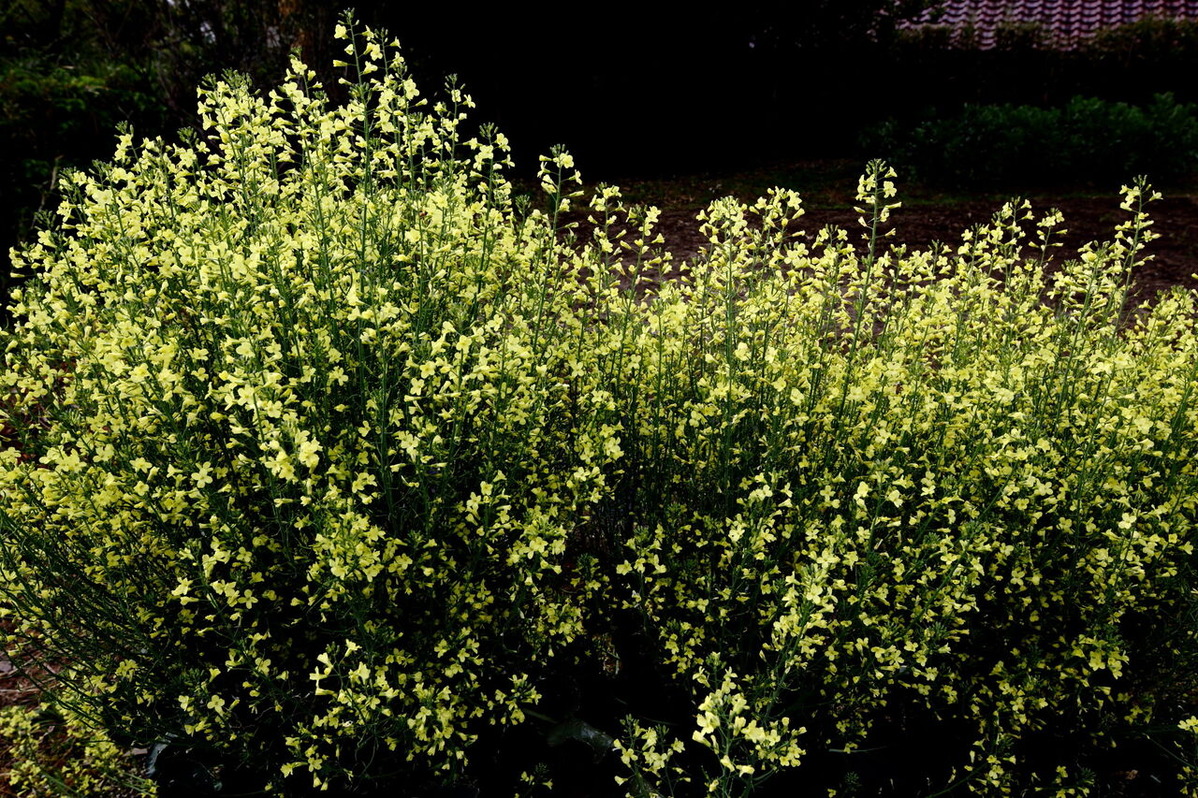 202106平嶋彰彦ph5-6V7A7647-b