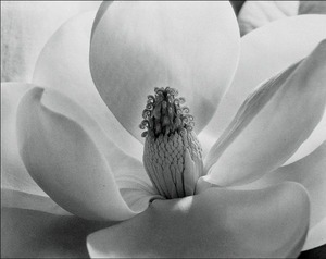 3_imogen_cunningham_magnolia_blossom