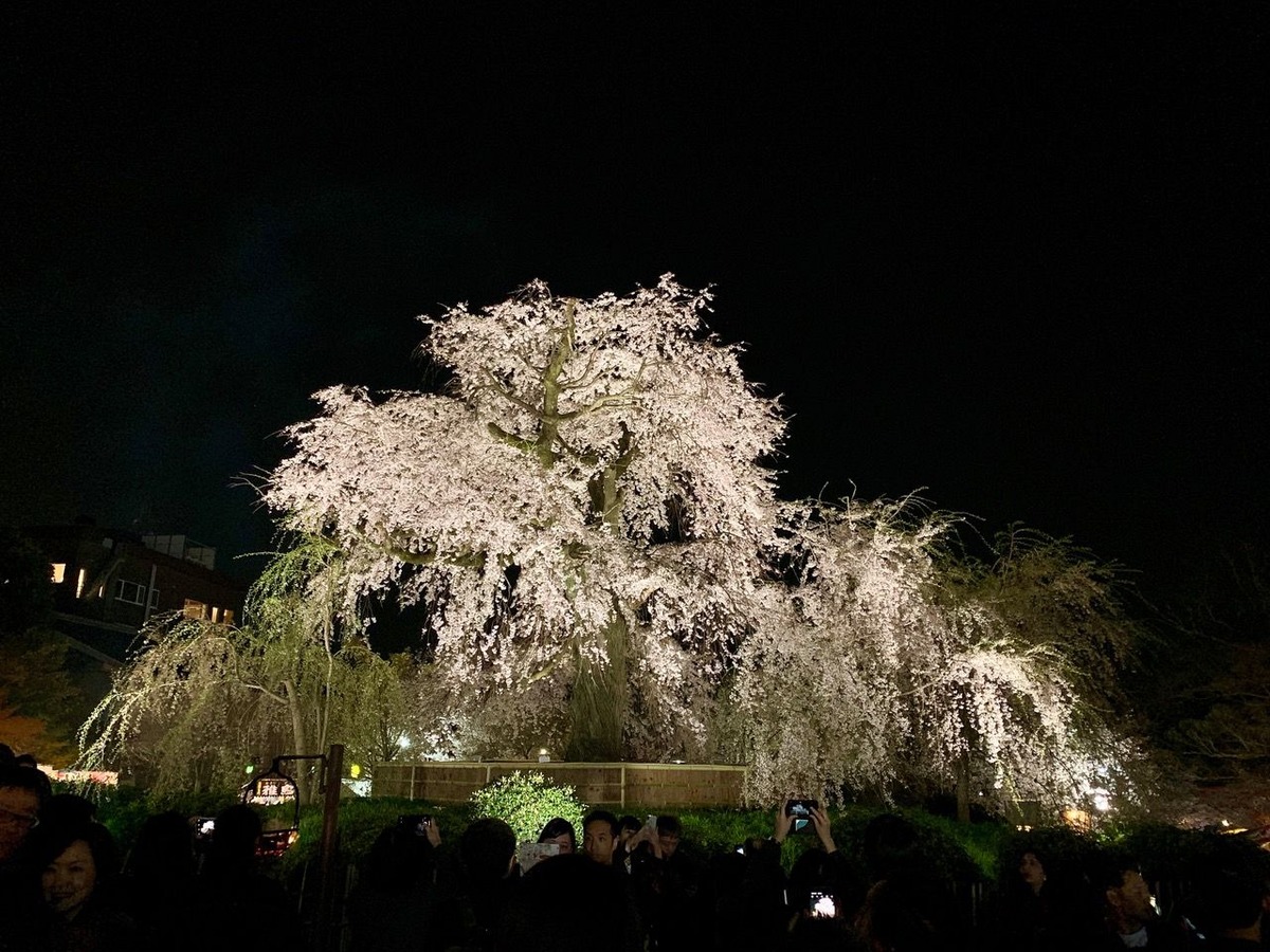 円山公園の枝垂れ桜