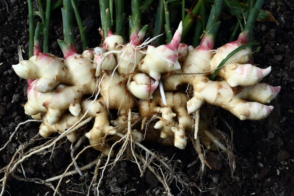 202111平嶋彰彦_ph10