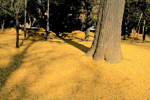 東京国立近代美術館_19