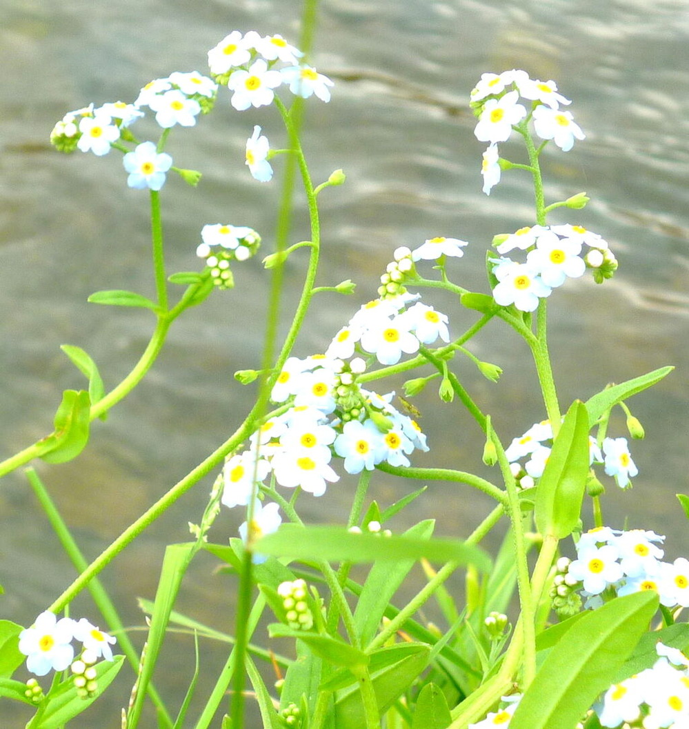 ②中津川原に咲くわすれな草