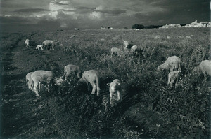 福田勝治イタリア紀行5