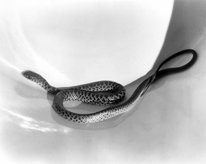 Snake in Bucket, 1920's_jpg