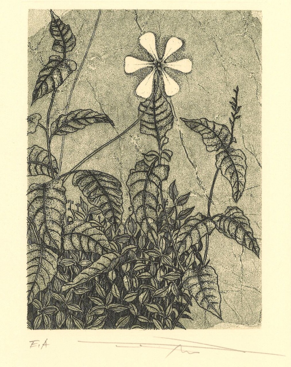 085）渡辺達正「野の草」