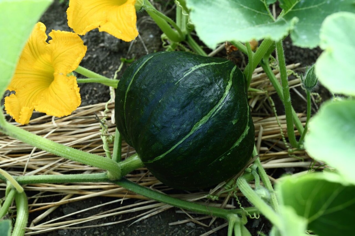 202111平嶋彰彦_ph4