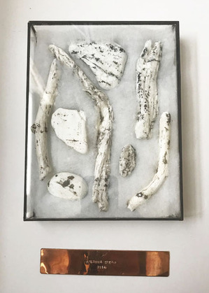 O95_arizonadream3 　トリミング