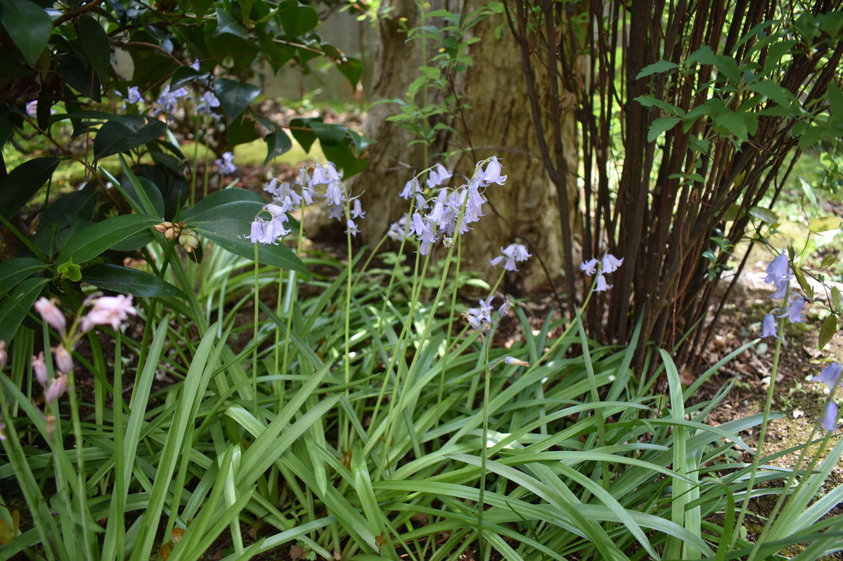 シラー・ヒスパニカ（スパニッシュ・ブルーベル）