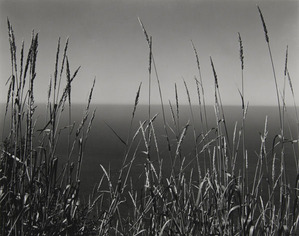 Edward WESTON Grass Against Sea, 1937
