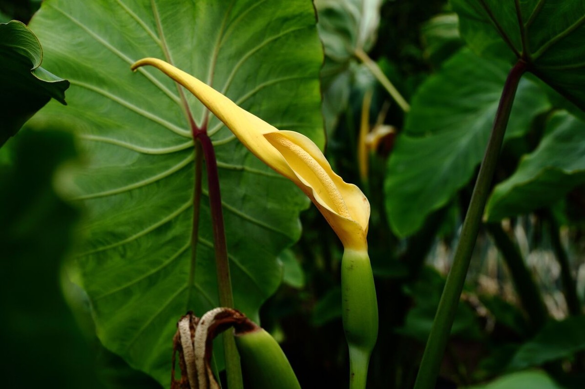 202111平嶋彰彦_ph2