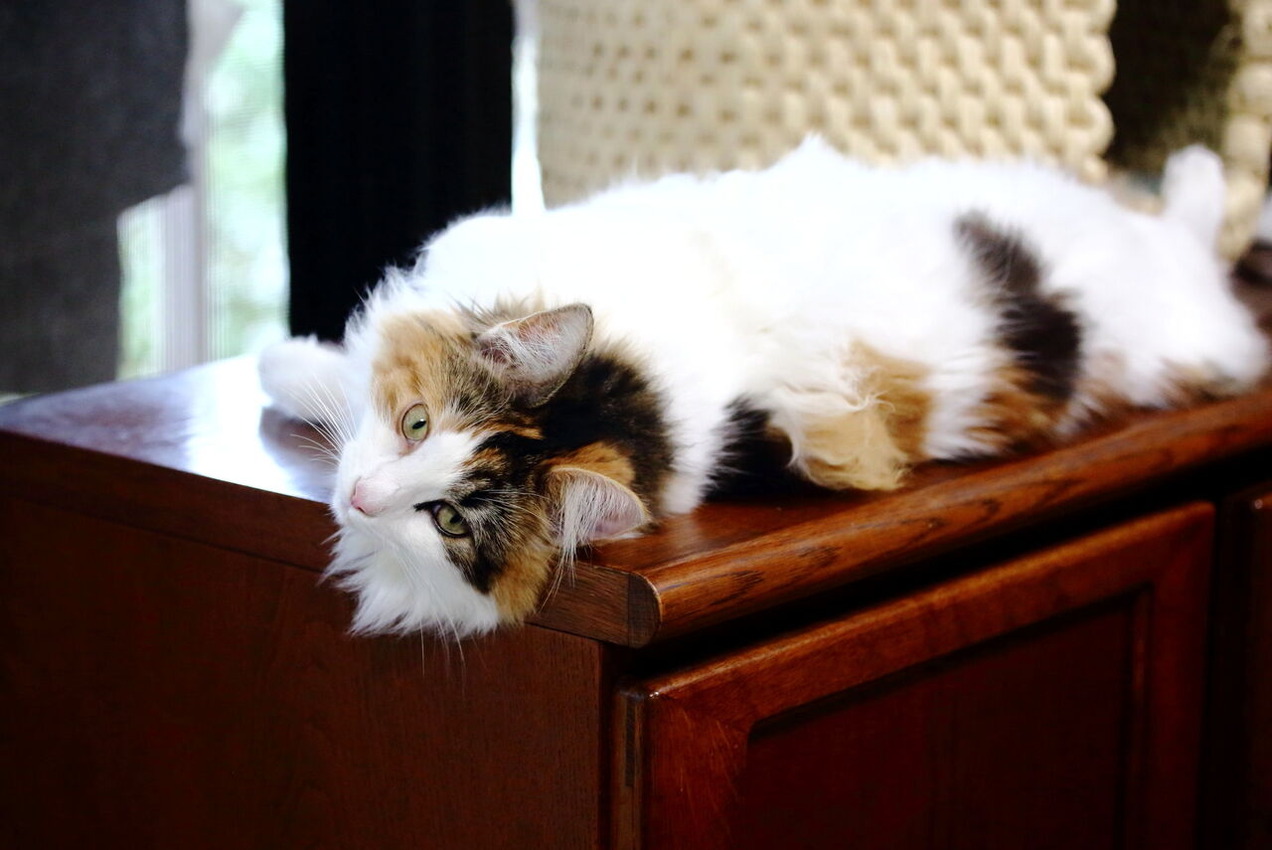 HIRASHIMA_Akihiko2305_7