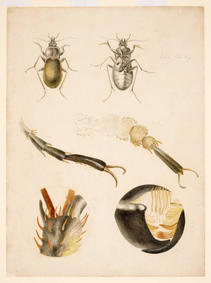 20220826_potter_insect