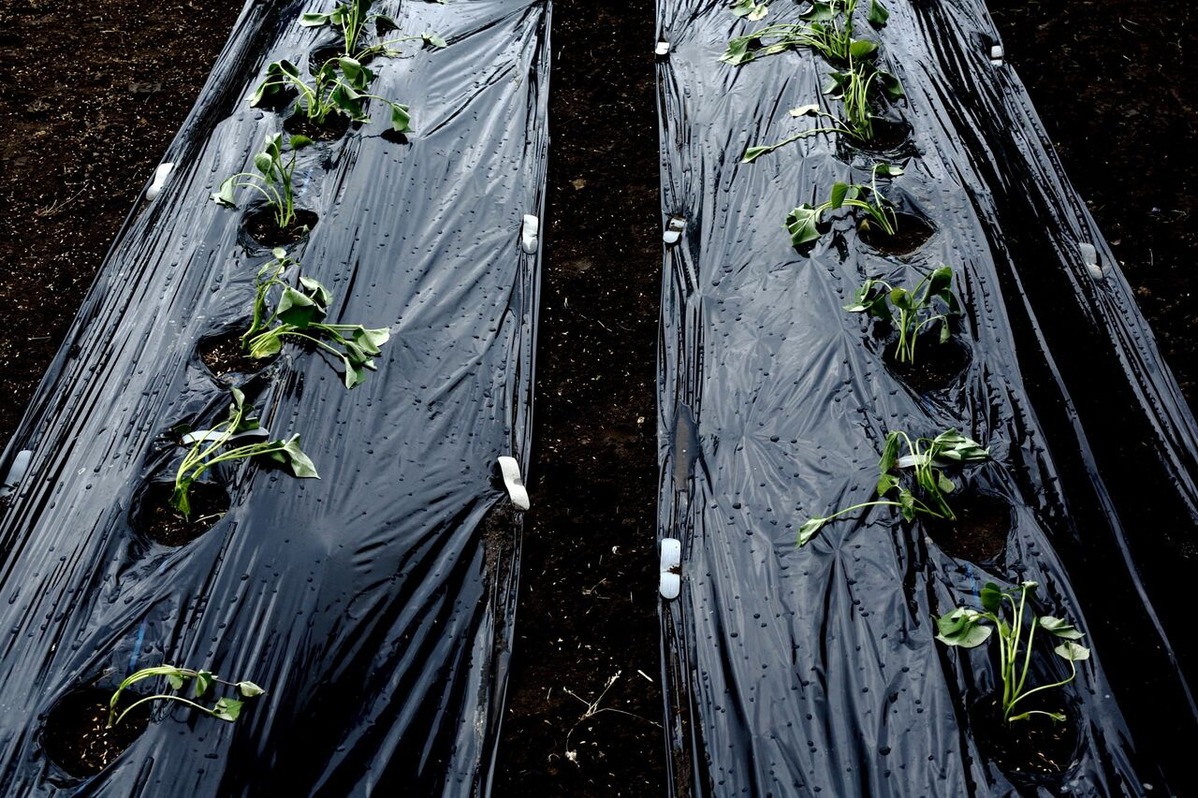 202106平嶋彰彦ph7-6V7A8606-b