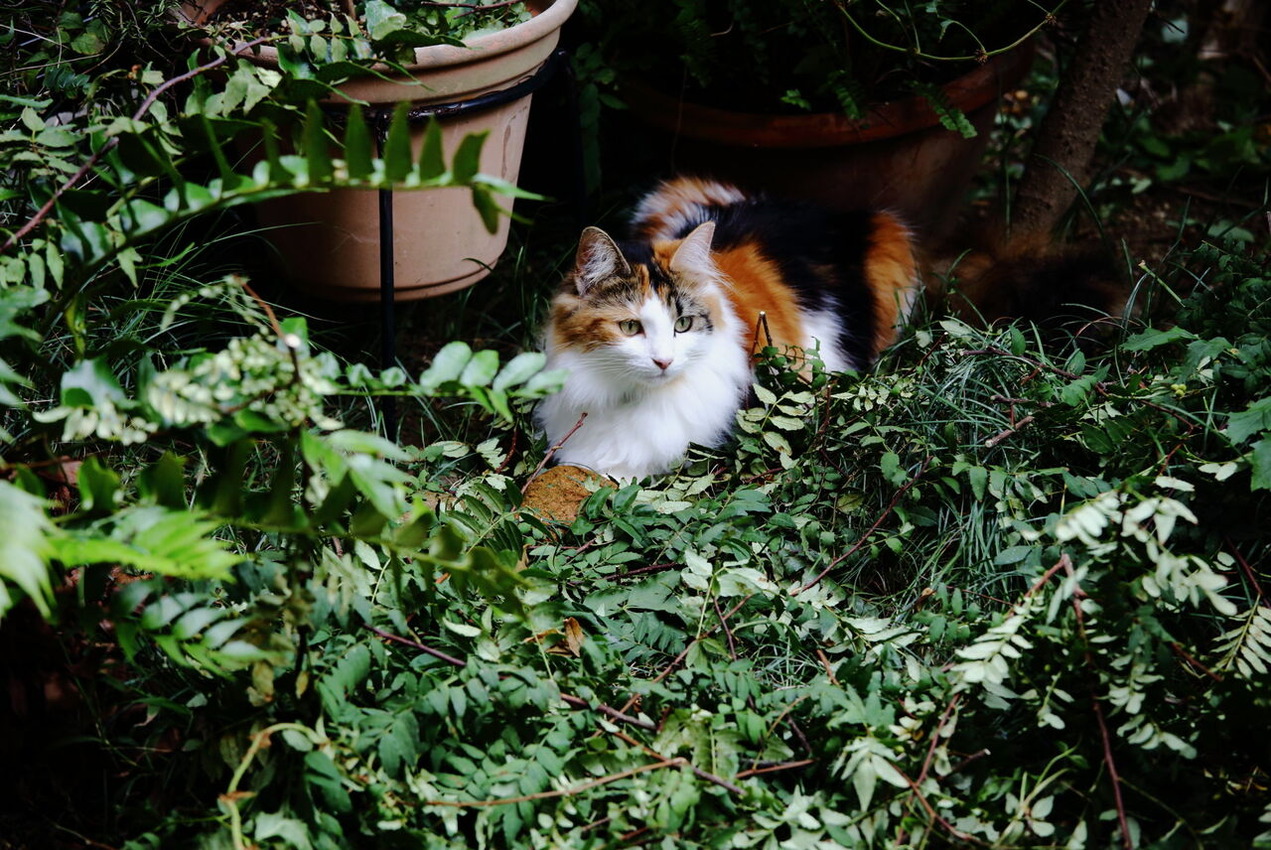 HIRASHIMA_Akihiko2305_2