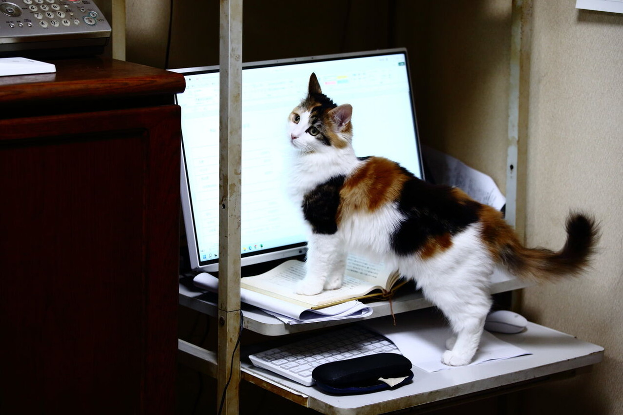 HIRASHIMA_Akihiko2305_6