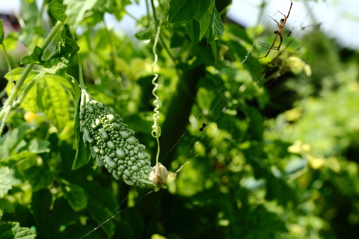 202111平嶋彰彦_ph7