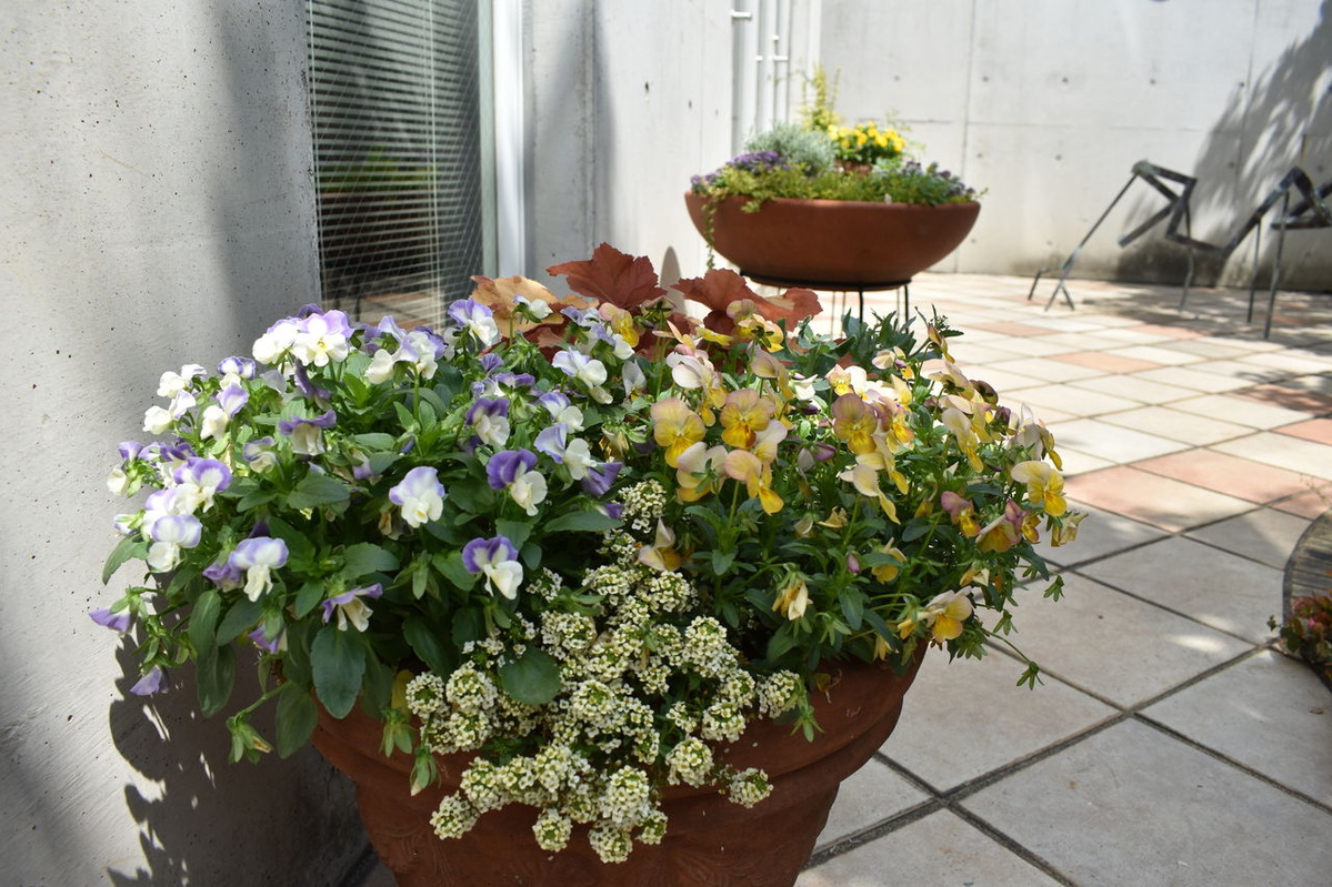 ビオラとアリッサム