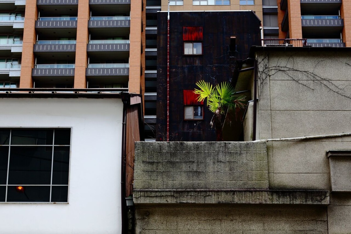 202107平嶋彰彦ph4-6V7A9595-b