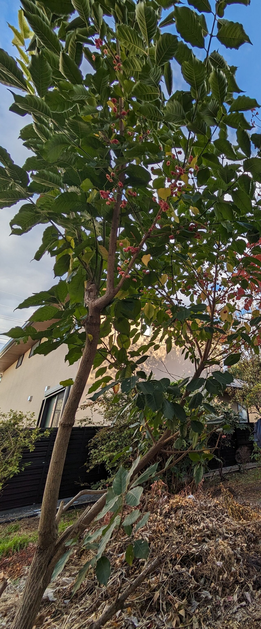 PXL_20231125_055627314