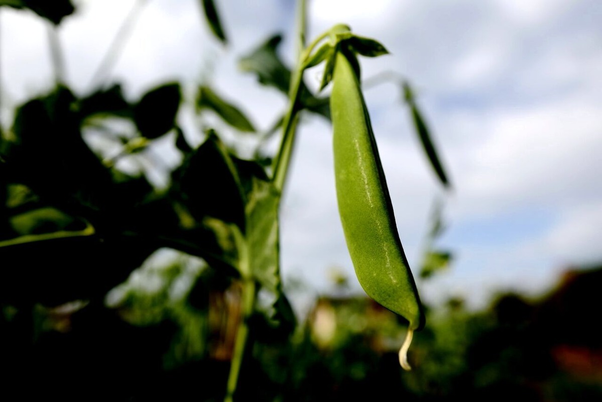 202106平嶋彰彦ph4-6V7A7642-b