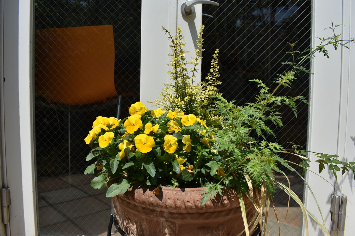 ビオラと謎の植物