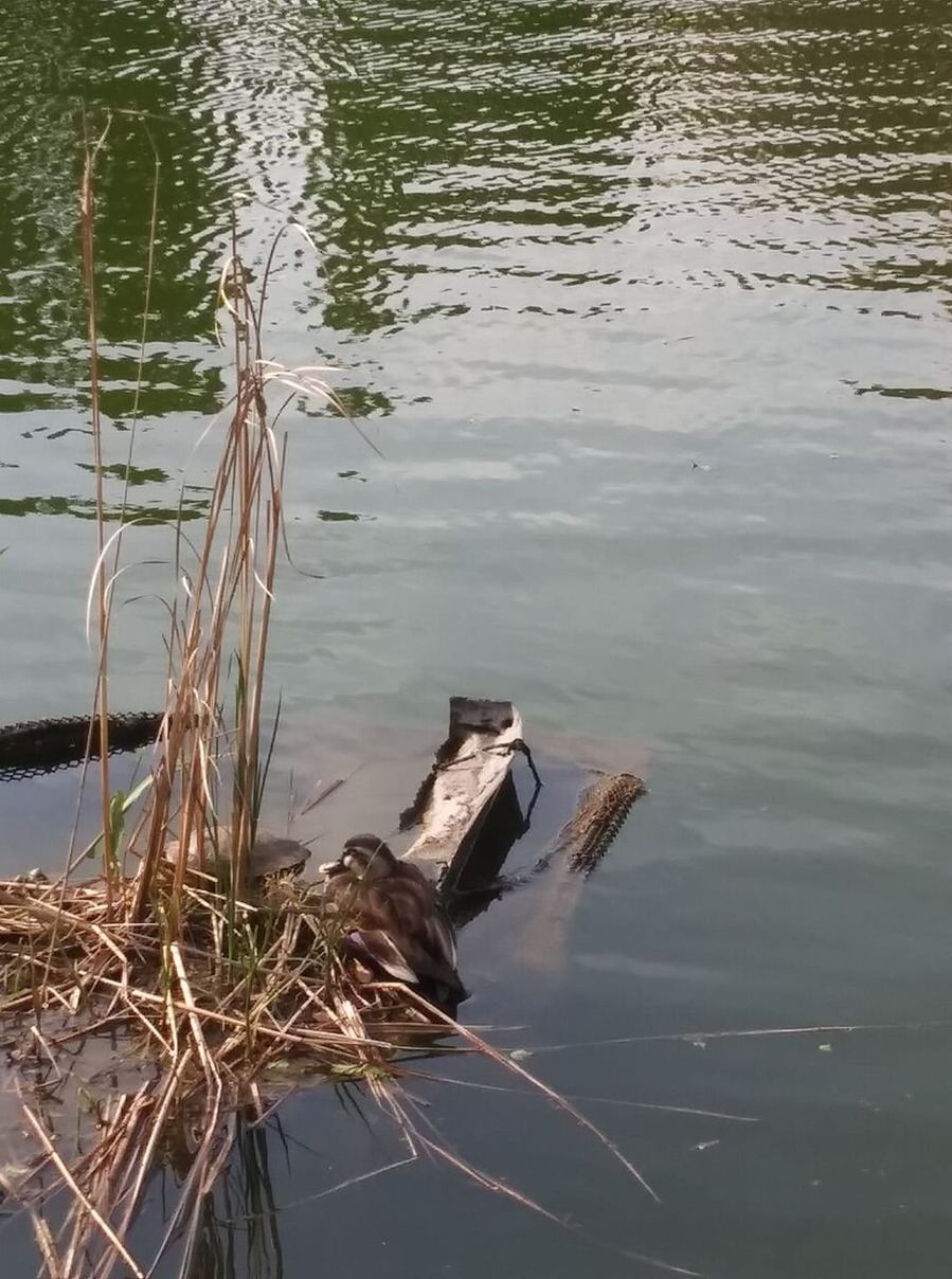 177317704_481194406525075_6271865481481690862_n