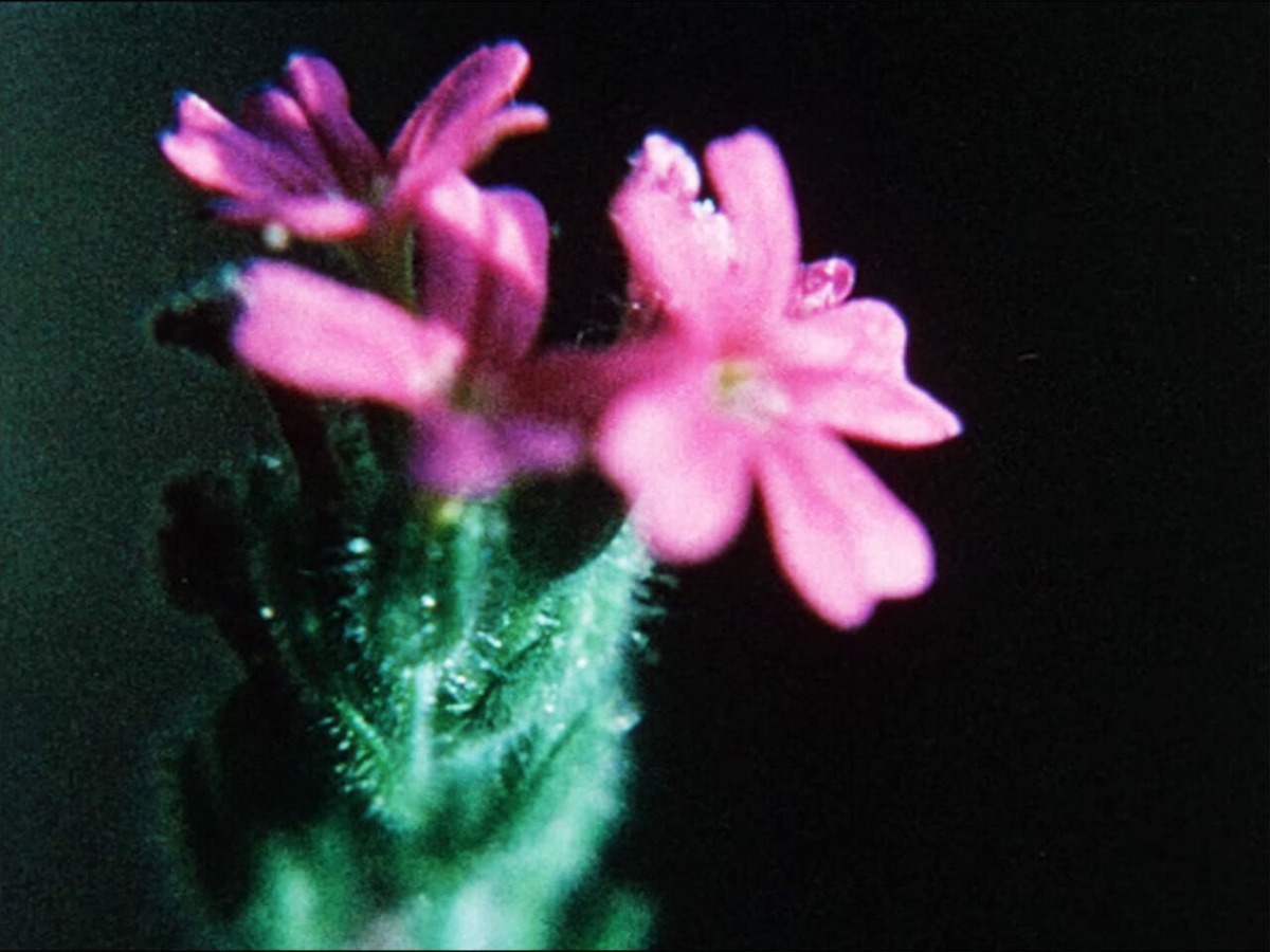 Glimpse Of The Garden_1_FC