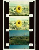 メカス「ひまわり」