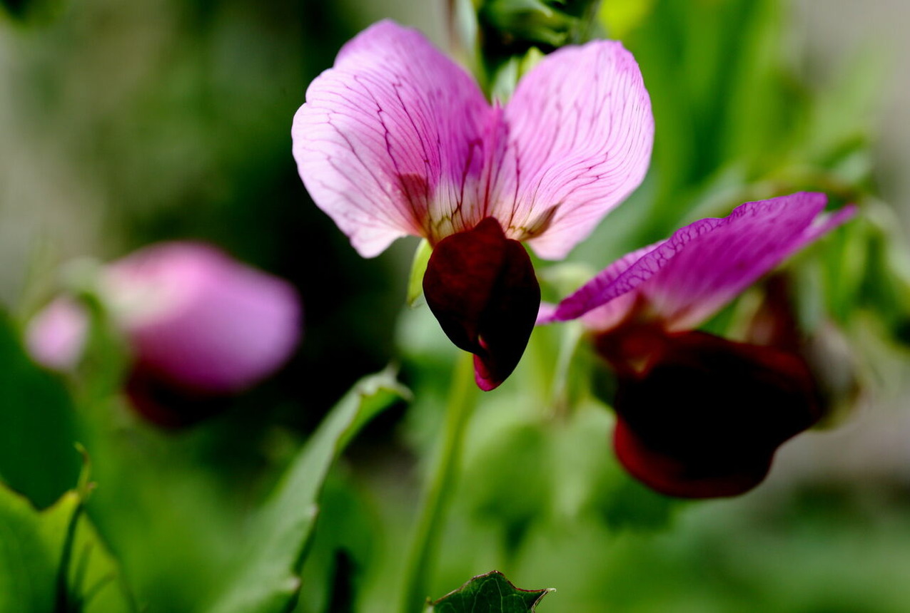 平嶋連載24おまけ1_6V7A7527-b