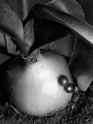 Imogen_Cunningham_-_Pregnant_Onion_2_1934_