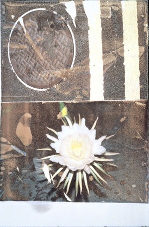 ダンス　ジャック・ダンボワ、トリシャ・ブラウン