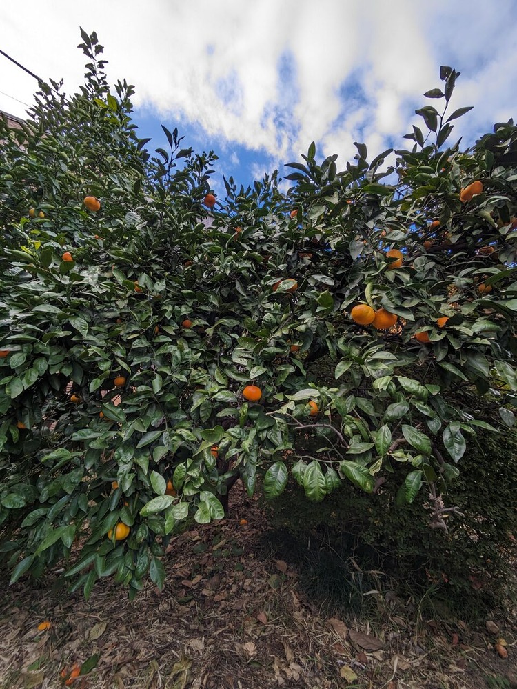 PXL_20231125_053145714