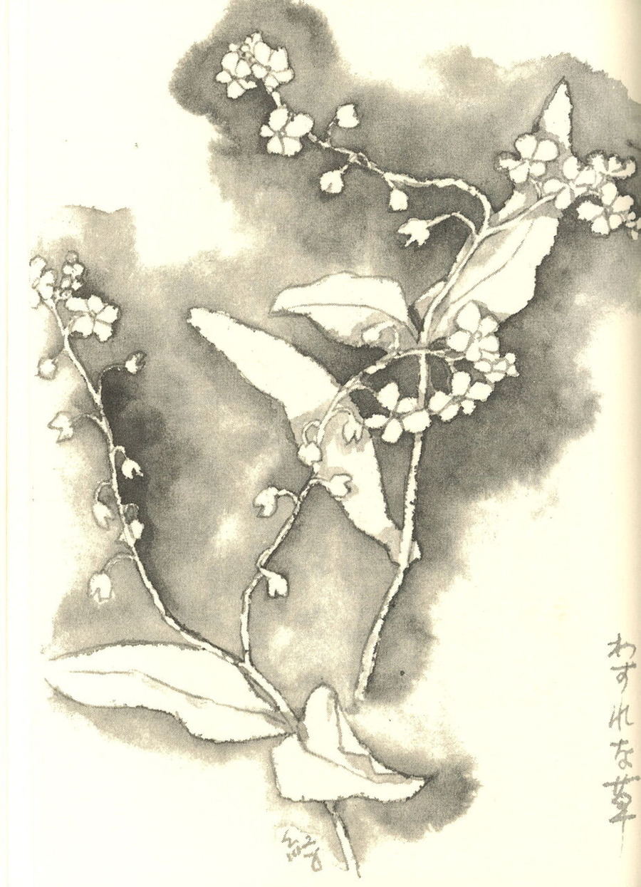 ③立原道造『盛岡ノート』の深沢紅子描くわすれな草