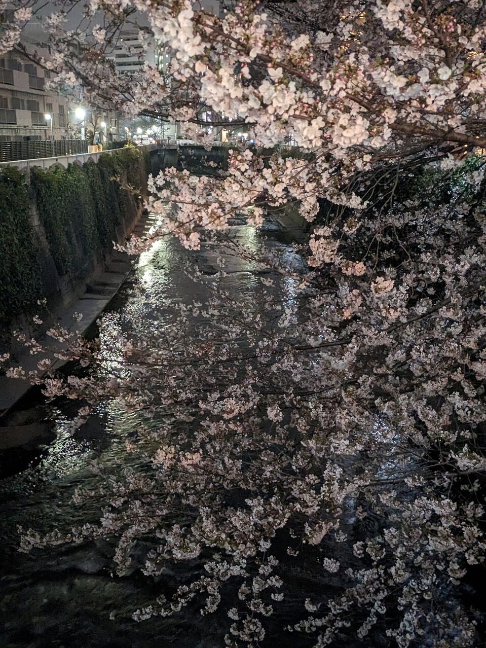 476468588_1335308927780281_3593803451580091064_n