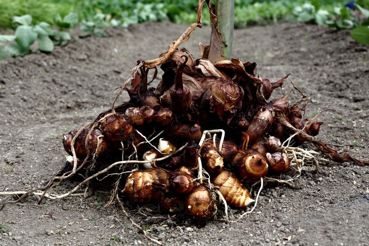 202111平嶋彰彦_ph11