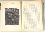 日和崎・金子「日本人の悲劇」挿画2