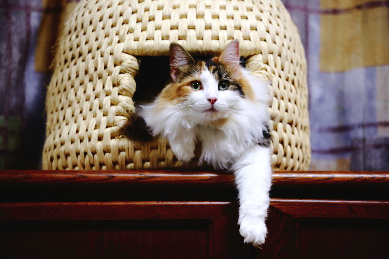 HIRASHIMA_Akihiko2305_8