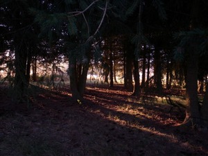 02朝日が差し込む森の中