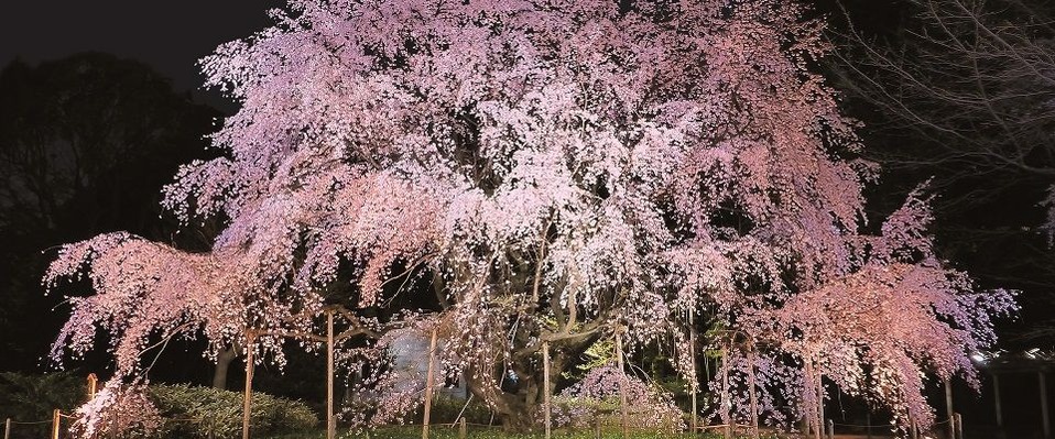しだれ桜（加工後）