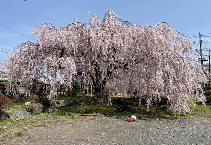 20230419_Artists Recently_第18回_渡辺貴子7