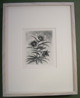 新着作品のご紹介～木村茂の銅版画 