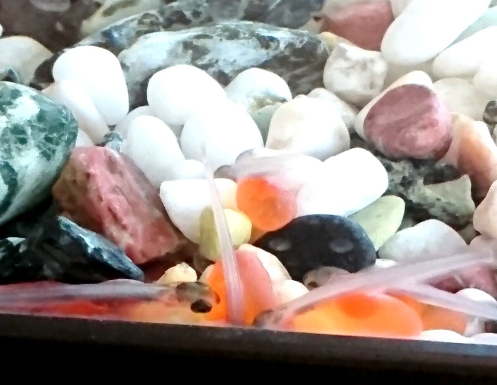 ⑩美術館で育てている鮭の稚魚（ふ化したところ）