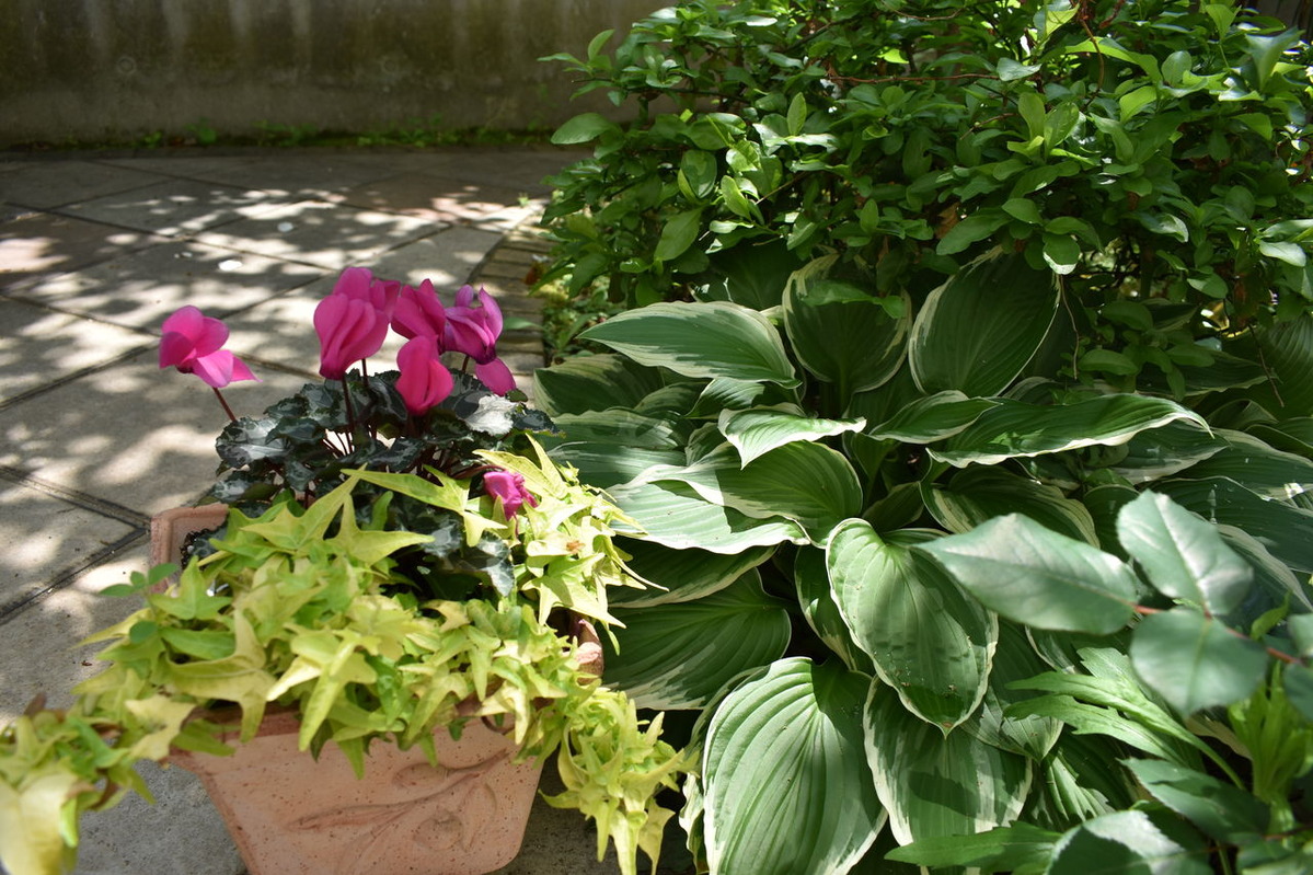 ガーデンシクラメンとチューリップ